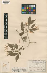 Image result for Jasminum streptopus