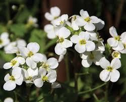 Image result for Arabis alpina