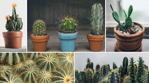 One of the uk's fastest growing producers. Cactus Soil The Best Potting Soil Mix For Cactus Plants