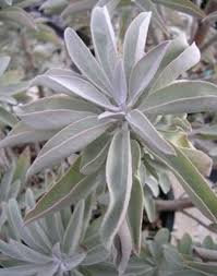 Maybe you would like to learn more about one of these? 100 White Sage Seeds Salvia Apiana Seed Medicinal Ceremonial Organic Non Gmo