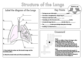 Gcse Revision Lung Structure Worksheet Biology Worksheet Gcse Revision Biology
