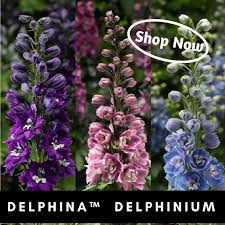 Order Delphinium Perennials Online Delphinium Perennials Flowers Perennials