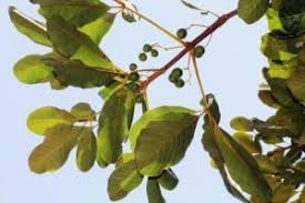 Image result for Monanthotaxis buchananii