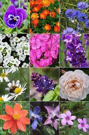 Check spelling or type a new query. 13 Edible Flowers To Grow In Your Garden Rainbow In My Kitchen