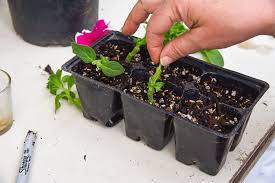 They are best grown from seed. Grow Petunias From Cuttings Flower Patch Farmhouse