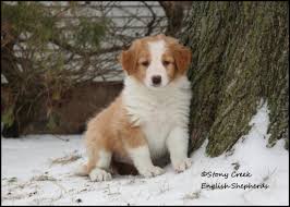 Feel free to ask lots of questions, it's encouraged! Pp Litter Page Stony Creek English Shepherds