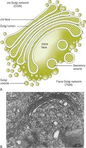 In which animal cell would golgi apparatus be most abundant. Organelle Structure And Function Sciencedirect