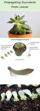 How To Propagate Succulents From Leaves Complete Guide To Leaf Propagation Succulent Garden Diy Propagate Succulents From Leaves Propagating Succulents