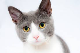Following the loss of a pet, we need to allow ourselves to experience feelings of pain and sorrow, lagoni says. Grieving The Loss Of A Pet After Euthanasia A Guide To Help You Cope Petventuresbook