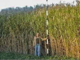 We did not find results for: Miscanthus Miscanthus X Giganteus For Biofuel Production Farm Energy