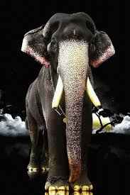 They also share their lush forest habitat with several other endangered species, such as the sumatran rhino, tiger, and orangutan, and countless other species that all benefit. Mangalamkunnu Elephant House Mangalamkunnu Elephants List Kerala Elephants