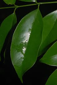 Image result for Strychnos henningsii