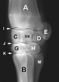 All carpal bones are irregularly cuboidal and therefore have six faces. Carpus Equine Anatomy Radiology Small Animal Hospital Hospital Services Veterinary Health Center College Of Veterinary Medicine
