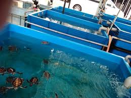 Port dickson ialah sebuah bandar pantai peranginan yang terkenal terletak di daerah port dickson, negeri sembilan. More Babies In The Hatchery Pusat Ikan Hiasan Port Dickson Resmi Tripadvisor