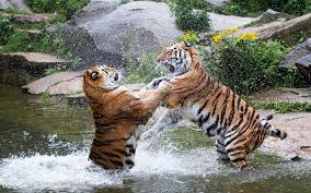 See full list on reference.com Download Wallpapers Tigers Predators River Wildlife Tiger Fighting Wild Animals Wild Cats Besthqwallpapers Com Tiere Wild Raubkatzen Wilde Katzen