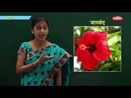 .spelling learn flowers name with spelling flowers name with spelling flowers name spelling flowers name in english with spelling flowers name. Flowers In Marathi Learn Marathi For Kids Marathi For Beginners Youtube