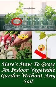 Here S How To Grow An Indoor Vegetable Garden Without Any Soil In 2021 Indoor Vegetable Gardening Backyard Pool Designs Indoor Vegetables