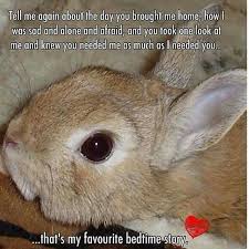 We explored cartimar and asked some prices of the pets we saw.includes turtle, tarantula, snake, salamander,chameleon, iguana,cats, fish, pigeons, birds. Picked Up A Lil Bunny To Hold At A Pet Shop While Waiting For A Friend To Pick Up His Lizard S Food 8 Years Lat Pet Bunny Rabbits Cute Baby Bunnies Bunny Mom