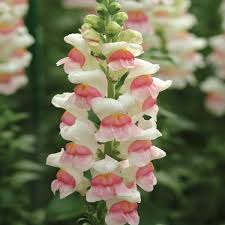 White Pink Snapdragon Flower Seeds Snapdragon Flowers Flower Seeds Flowers