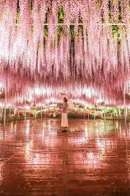 Walking under all the magical lights truly makes for a spectacular and enjoyable evening. Ashikaga Flower Park 2021 Visit Tochigi Kyuhoshi