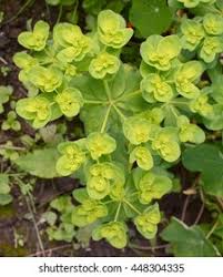 Image result for Euphorbia granulata