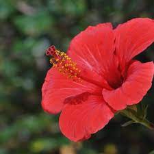 Know more about the perennial flower high mallow plus all other interesting plants and flowers that start with h. Flowers That Begin With H A To Z Flowers