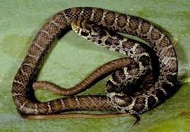 They have stocky bodies with a pattern of large dark blotches down the spine and smaller blotches down the sides. Kentucky Snake Identification Site Snake Black Racer Kentucky