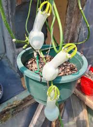 Image result for Ceropegia racemosa