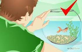 How To Take Care Of Goldfish With Pictures Wikihow Cool Fish Tank Decorations Cool Fish Tanks Fish Bowl