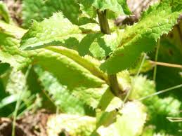 Image result for Alepidea amatymbica