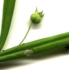 Image result for Oldenlandia lancifolia