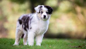 Australian shepherd puppy with santa hat. Australian Shepherd Puppies Breed Guide Purina Australia