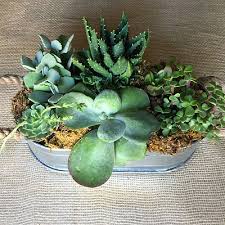 Succulent Dish Garden Ideas The Home Depot