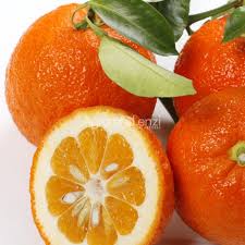 Image result for Citrus × aurantium
