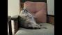 Cat On Couch Meme