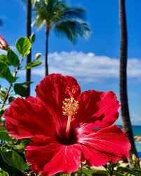I haven't ate many dried hibiscus flowers so i'm not sure i can speak to other folks' experience about eating them or using them in tea. Pin On Discover Ko Olina
