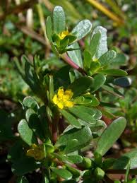 The genus name bacopa is the latinized name the aboriginals indians called it in what is now french guiana. Purslane A Superfood Without A Marketing Team By Pull Up Your Plants Age Of Awareness Medium