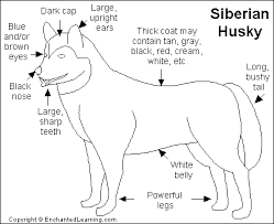 Here you can explore hq alaskan husky transparent illustrations, icons and clipart with filter setting like size, type, color etc. D Abajomy Siberians