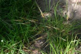 Image result for Tristachya