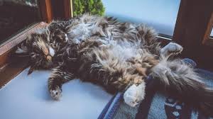 How do you know if your cat has cancer? My Cat Has Swollen Testicles Causes And Treatment