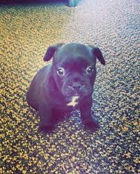 We have two pug pups for sell at $1,000 each the fawn is a female and the brindle is a male they were born. French Bulldog Pug Mix Reviewed By Vets 3 Reasons To Avoid Doggypedia