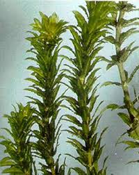 Image result for Hydrilla verticillata