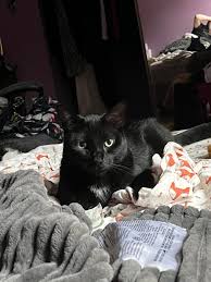 I like cats more than people : r/cats