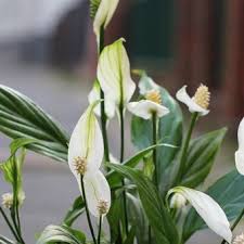 Lantas, apa saja jenis tanaman itu? 10 Tips Menata Bunga Di Dalam Rumah Menurut Feng Shui Halaman All Kompas Com