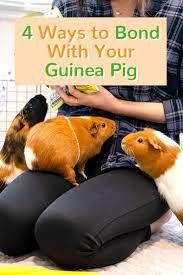 Pin On Guinea Pig Care Tips Guineadad