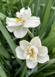 Daffodils Plant Care And Collection Of Varieties Garden Org Daffodils Plants Plant Care