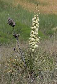 Buy yucca plant house plants and get the best deals at the lowest prices on ebay! Yucca Glauca Yucca Or Soapweed