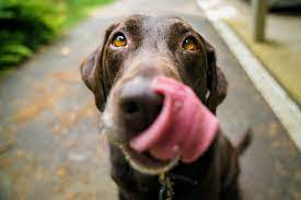 My Dog Keeps Licking A Wound What Do I Do Canna Pet