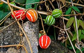 Image result for Diplocyclos