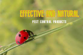 Whilst organic pest control methods are effective, stronger chemical pesticides. Effective And All Natural Pest Control Products Female Choice Pest Control